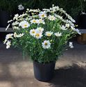 Afbeelding van Argyranthemum P19 struikmagriet Wit